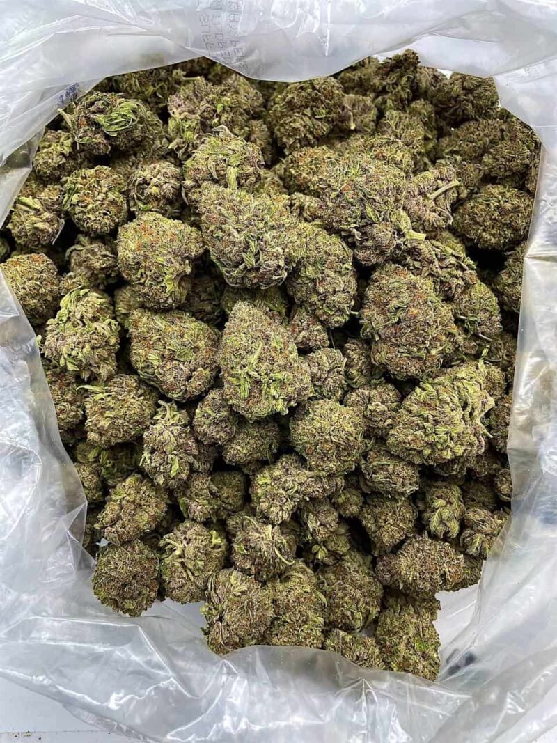 Buy Double Oreo Haze Online at Ganja Deals