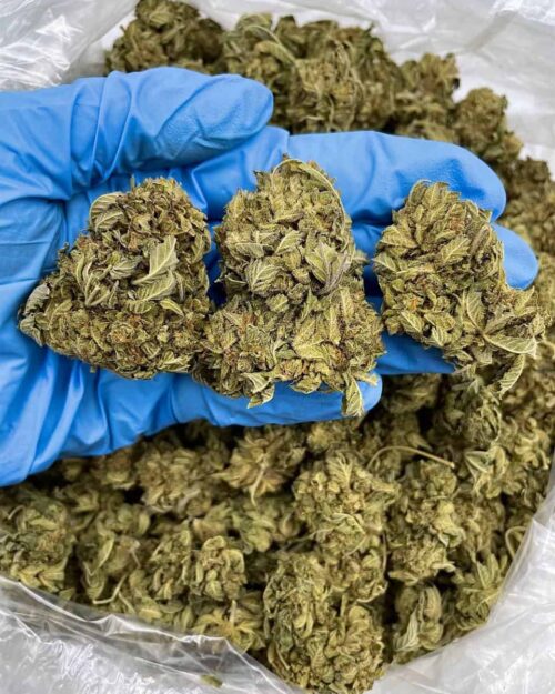 Blue Diamond - Flower > Flower - Mids | Ganja Deals