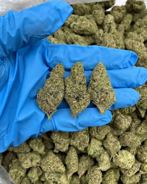 Frostbite Punch - Flower > Flower - Mids | Ganja Deals