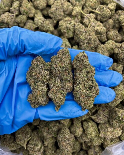 Tangerine Poprocks - Flower > Flower - Mids | Ganja Deals