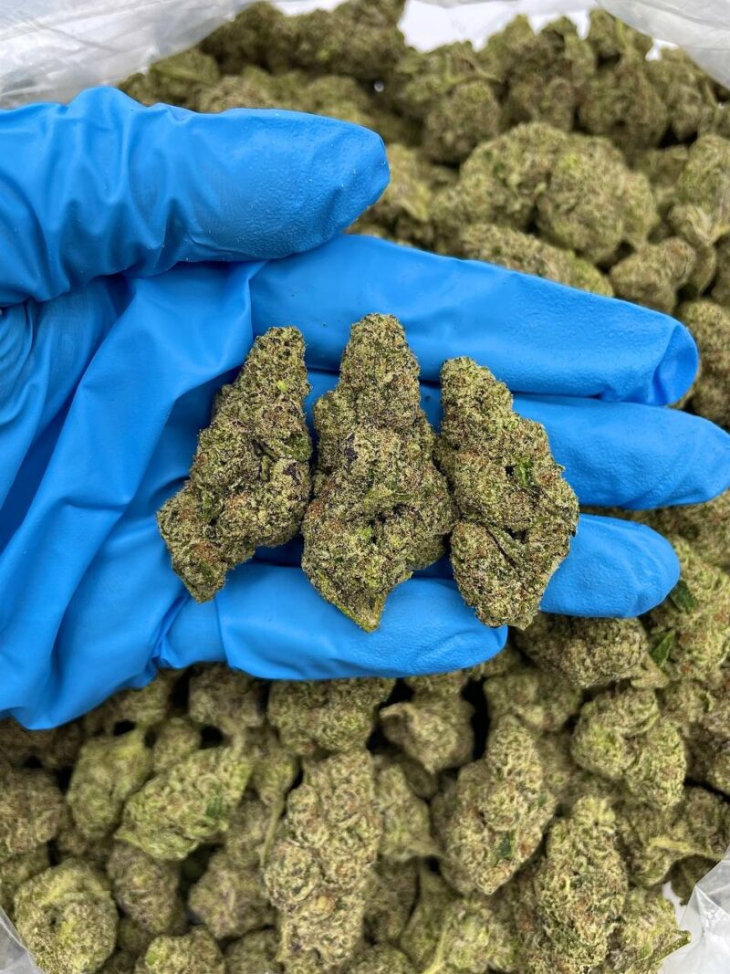 Tropical Sorbet - Flower > Flower - Mids | Ganja Deals