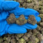 Arctic Diesel
