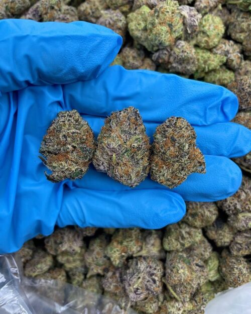 Blue Widow Frost - Flower > Flower - Mids | Ganja Deals