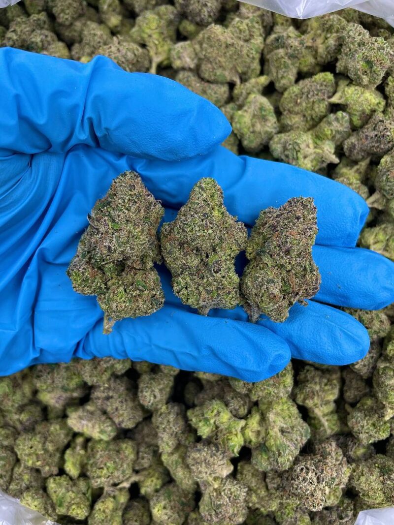 Yellow Nerdz Haze