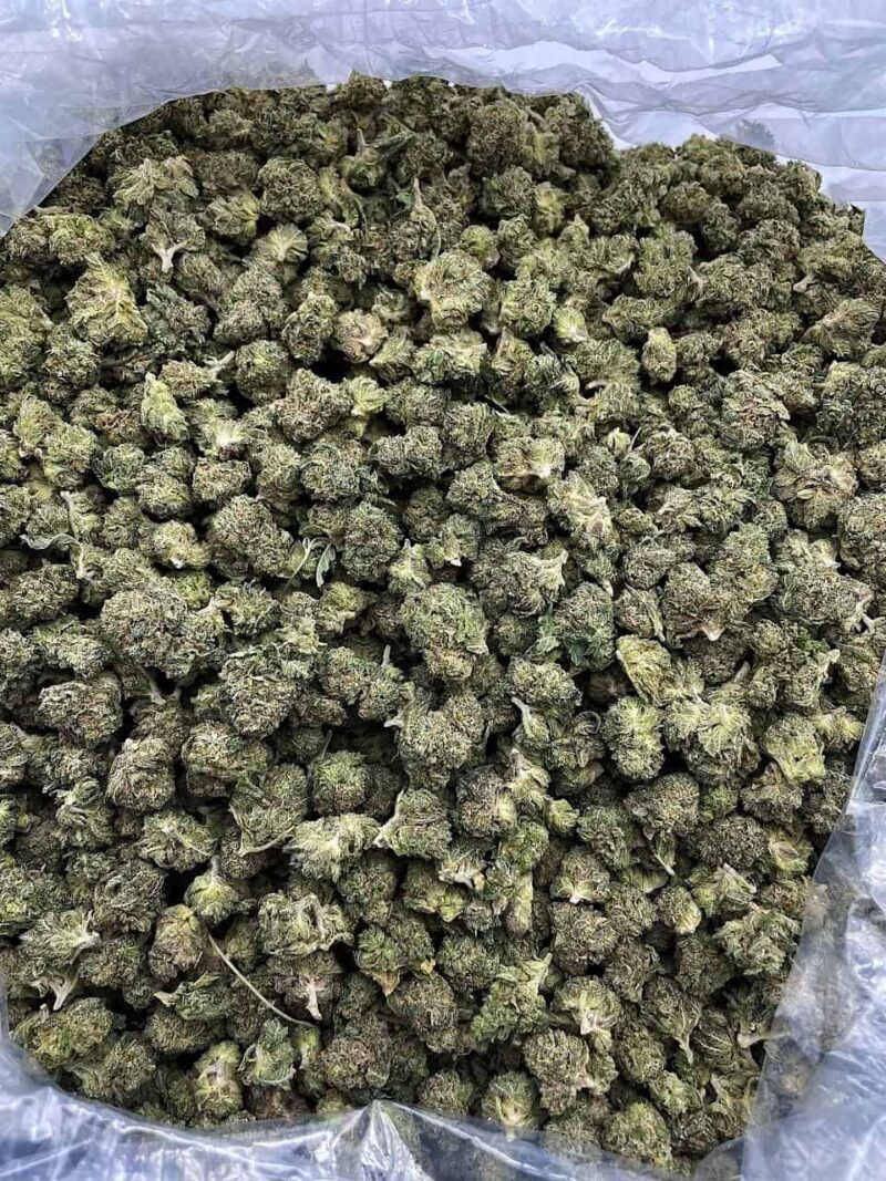 Buy Taffy Jack Online at Ganja Deals