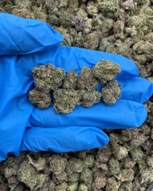 Lunar Lights - Flower > Flower - Mids | Ganja Deals