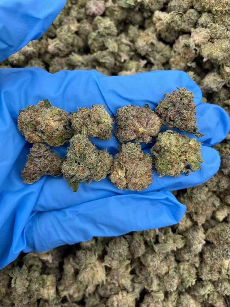 Jungle Cake - Flower > Flower - Mids | Ganja Deals