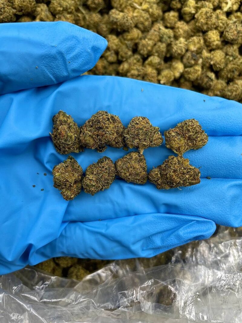 Jungle Drip - Flower > Indoor - Mids | Ganja Deals