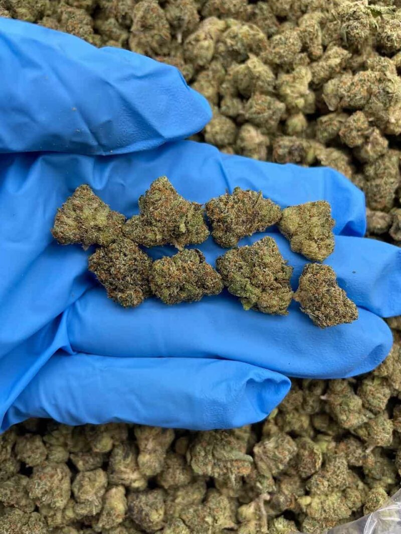 Neon Dream - Flower > Flower - Mids | Ganja Deals