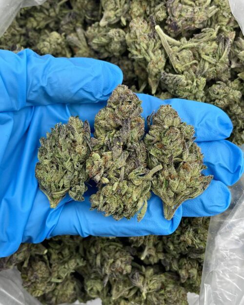 Lemon Runtz