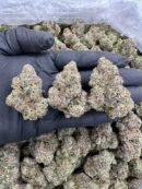 Lemon Meringue Haze - Flower > Flower - Highs | Ganja Deals