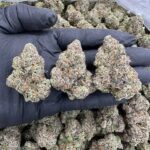 Lemon Meringue Haze