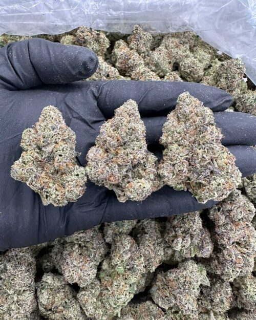 Lemon Meringue Haze - Flower > Flower - Highs | Ganja Deals