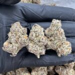 Tropical Gelato