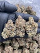 Jungle Snow - Flower > Indoor - Highs | Ganja Deals
