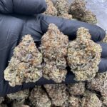 Jungle Snow