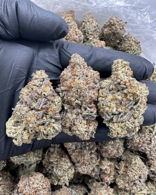 Jungle Snow - Flower > Indoor - Highs | Ganja Deals