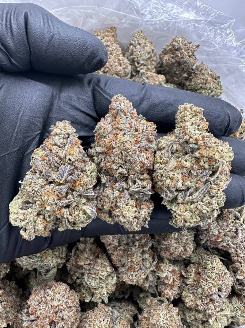 Jungle Snow - Flower > Indoor - Highs | Ganja Deals