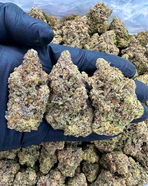 Jungle Jack - Flower > Indoor - Highs | Ganja Deals
