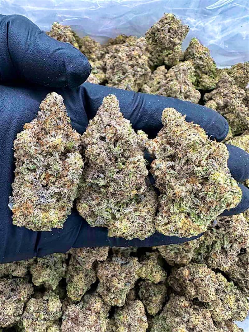 Jungle Jack - Flower > Indoor - Highs | Ganja Deals
