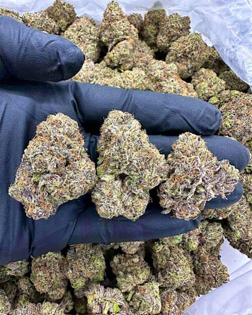 Birthday Cake - Flower > Indoor - Highs | Ganja Deals