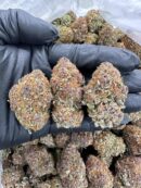Mango Crush - Flower > Indoor - Highs | Ganja Deals