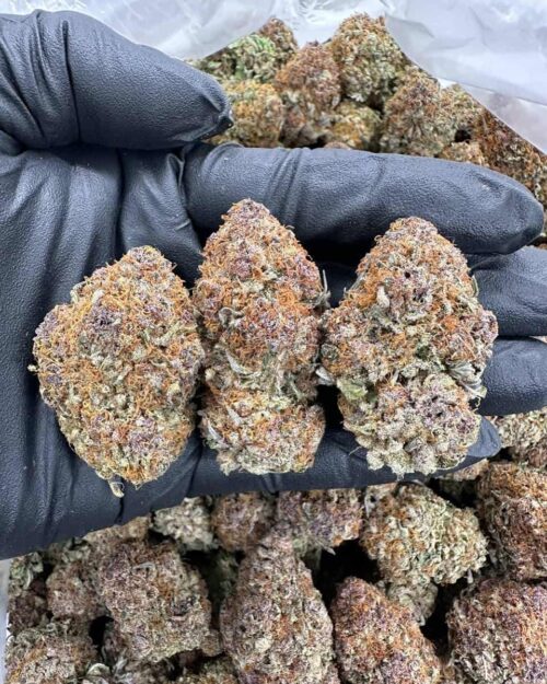 Mango Crush - Flower > Indoor - Highs | Ganja Deals