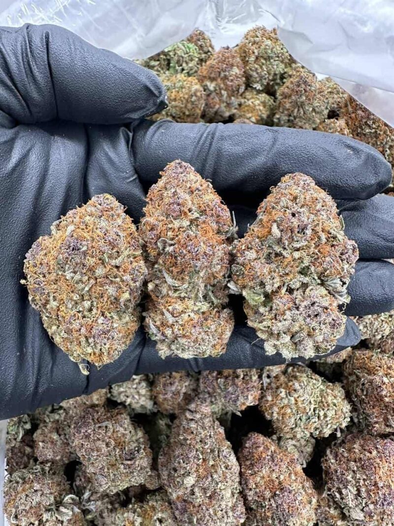 Mango Crush - Flower > Indoor - Highs | Ganja Deals