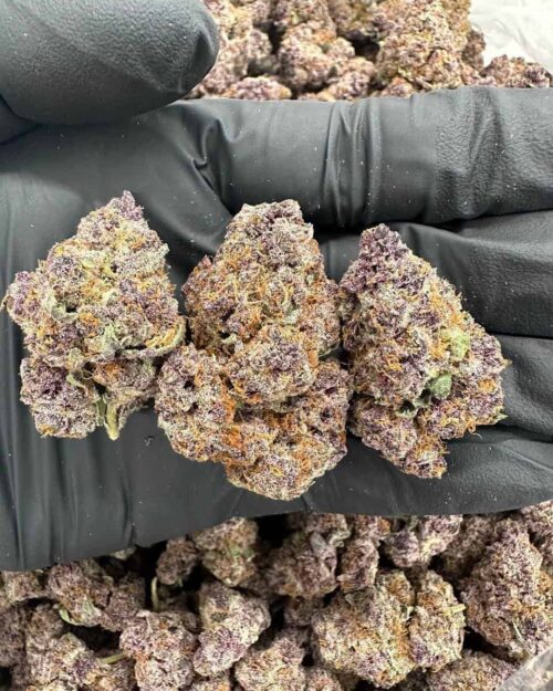 Tropical Fusion - Flower > Indoor - Highs | Ganja Deals