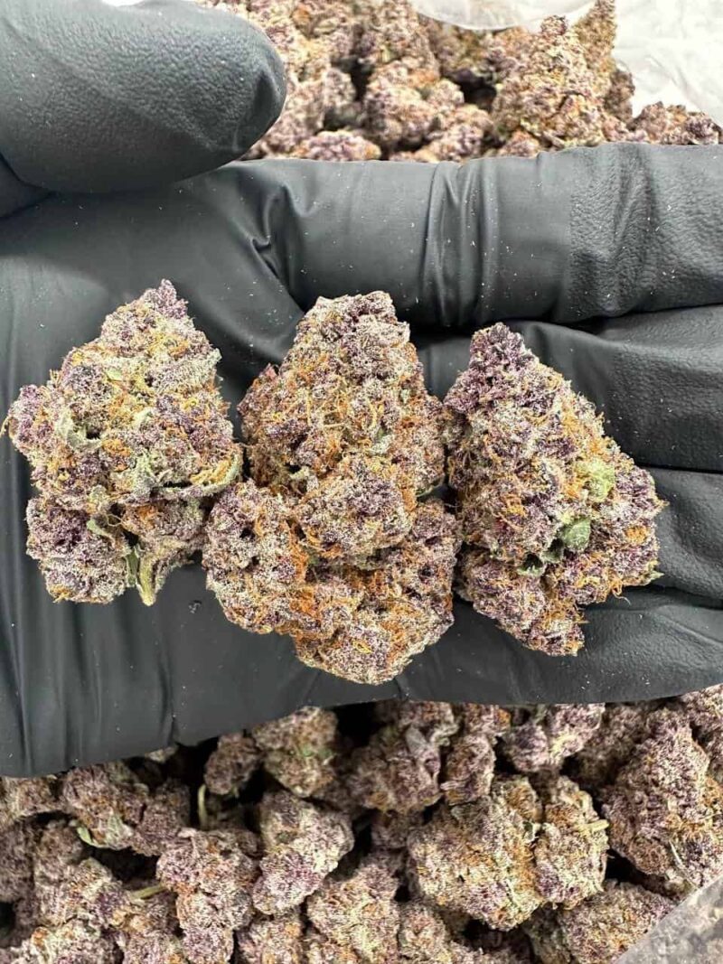 Tropical Fusion - Flower > Indoor - Highs | Ganja Deals