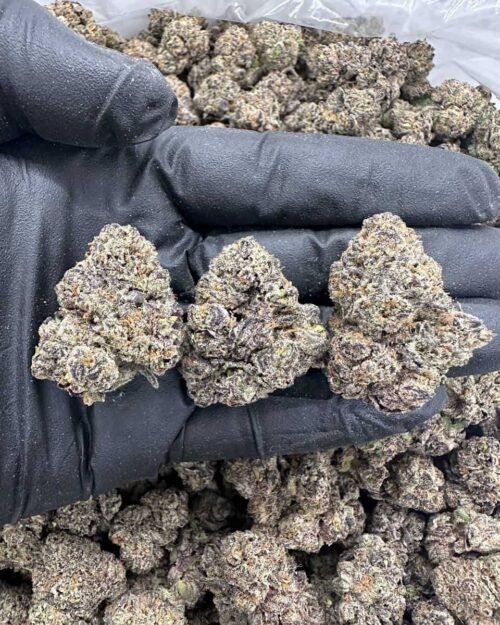 Mystic Sorbet - Flower > Indoor - Highs | Ganja Deals