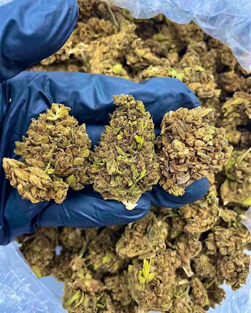 Arctic King - Flower > Flower - Lows | Ganja Deals