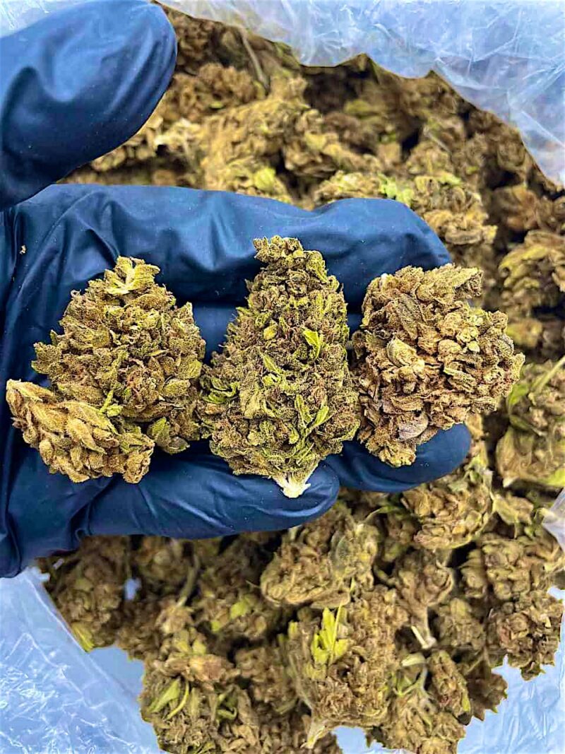 Arctic King - Flower > Flower - Lows | Ganja Deals