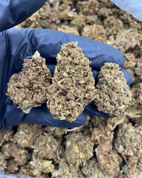 Wine Cooler - Flower > Flower - Lows | Ganja Deals