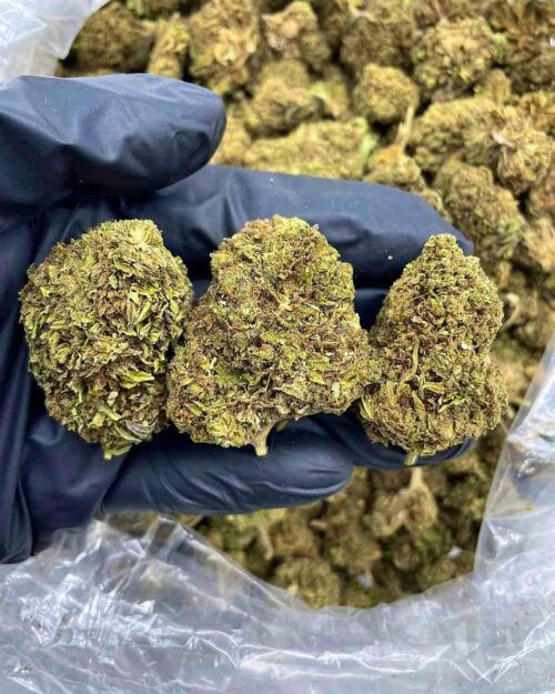 Sour Gas - Flower > Flower - Lows | Ganja Deals