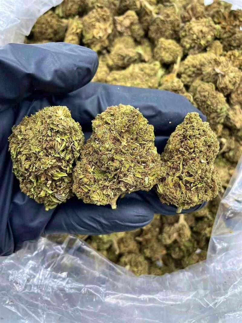 Sour Gas - Flower > Flower - Lows | Ganja Deals