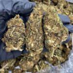 Mango Cough