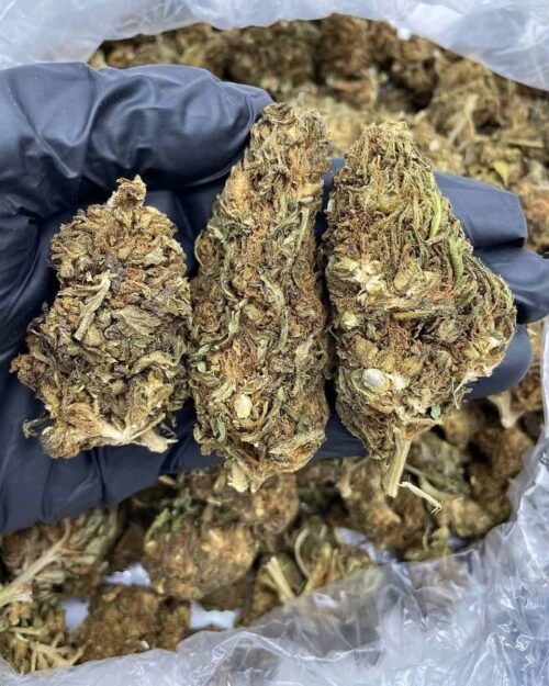 Mango Cough - Flower > Flower - Lows | Ganja Deals