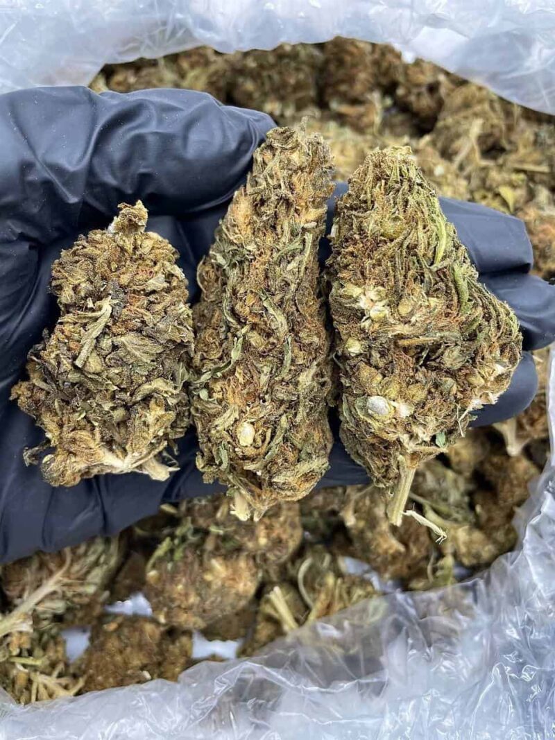 Mango Cough - Flower > Flower - Lows | Ganja Deals