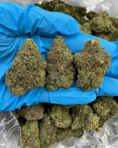 Ghost Pepper Haze - Flower > Flower - Highs | Ganja Deals