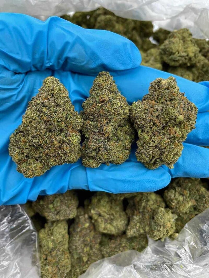 Ghost Pepper Haze - Flower > Flower - Highs | Ganja Deals
