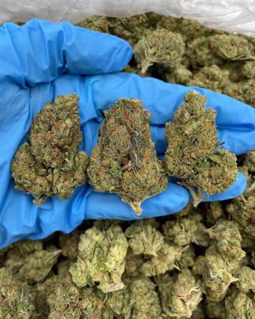 Tangelo Dream - Flower > Flower - Mids | Ganja Deals