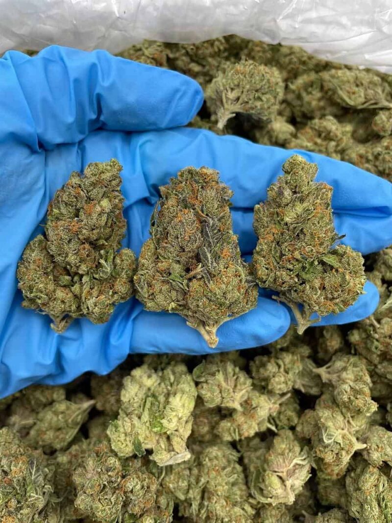 Tangelo Dream - Flower > Flower - Mids | Ganja Deals