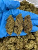 Gummy Bear OG - Flower > Flower - Mids | Ganja Deals