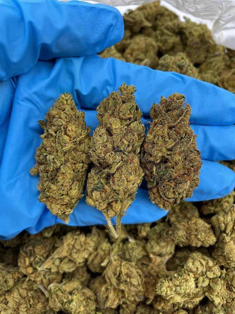 Gummy Bear OG - Flower > Flower - Mids | Ganja Deals