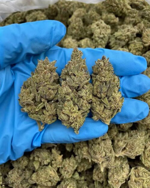 Chocolate Diesel - Flower > Flower - Mids | Ganja Deals