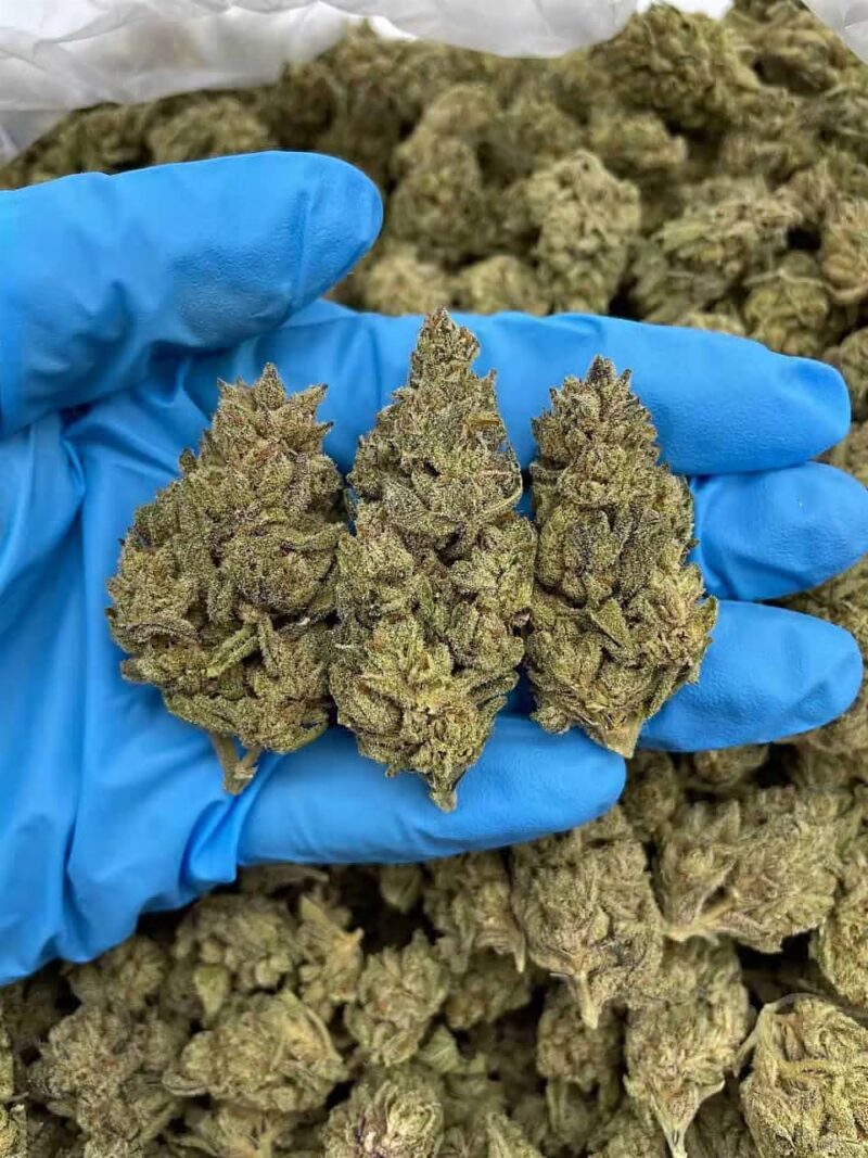 Chocolate Diesel - Flower > Flower - Mids | Ganja Deals