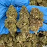 Berry Rush Kush