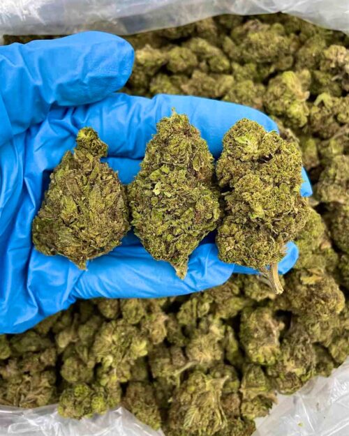 Oreo Blackout - Flower > Flower - Lows | Ganja Deals