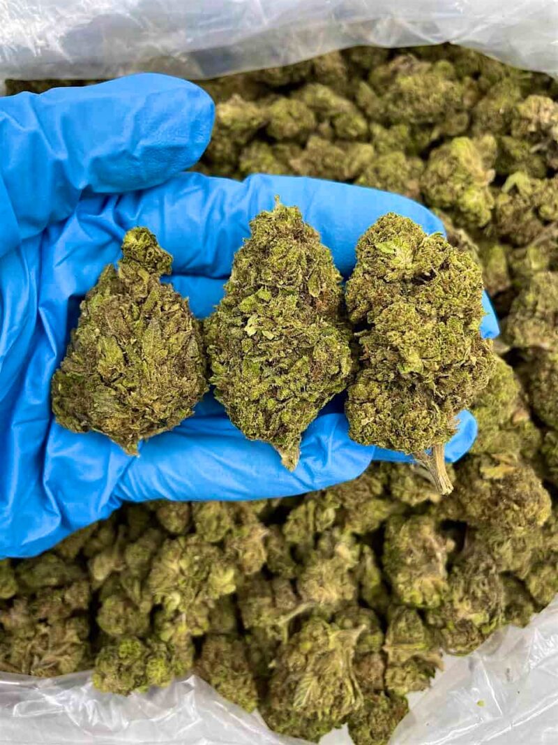 Oreo Blackout - Flower > Flower - Lows | Ganja Deals